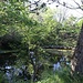 am Teich links
