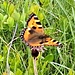 Gipfelschmetterling