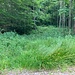 Hier zweigt der Weg zur Kastenwand vom Wanderweg ab. Beginnt ja vielversprechend.