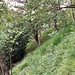 Bei diesem grossen Ilex (der dunkelgrüne stachelige Strauch) geht eine Wegspur bergauf, ein blasser Punkt findet sich ebenfalls am Baum, das ist aber falsch! Man muss rechts weiterqueren.
