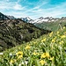 Blumenwiese im Aufstieg/ Abstieg zum Rosskopf mit Aussicht ins Bägunteletal und den Giebelgrat
