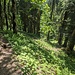 und ab durch den Wald