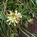 Anthyllis vulneraria L.<br />Fabaceae<br /><br />Vulneraria comune <br />Anthyllide vulnéraire <br /> Echter Wundklee
