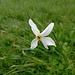 Narcissus poëticus L.<br />Amaryllidaceae<br /><br />Narciso selvatico <br /> Narcisse des poètes <br /> Weisse Garten-Narzisse, Poeten-Narzisse