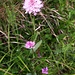 Traunsteinera globosa (L.) Rchb.<br />Orchidaceae<br /><br />Orchide dei pascoli <br /> Orchis globuleux <br />Kugelorchis, Kugel-Knabenkraut