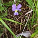 Viola calcarata L.<br />Violaceae<br /><br />Viola con sperone <br /> Pensée éperonnée <br />Langsporniges Stiefmütterchen<br />