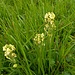 Pedicularis tuberosa L.<br />Orobanchaceae<br /><br />Pedicolare zolfina <br />Pédiculaire tubéreuse<br /> Knolliges Läusekraut