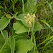 Primula veris L.<br />Primulaceae<br /><br />Primula odorosa <br /> Primevère officinale <br /> Frühlings-Schlüsselblume