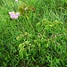 Thalictrum aquilegiifolium L.<br />Ranunculaceae<br /><br />Pigamo colombino <br /> Pigamon à feuilles d'ancolie <br /> Akeleiblättrige Wiesenraute