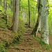 Nach dem Aussichtspunkt Kapf gehts auf wurzeligem Weg aufwärts.