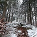 reizvoller Anstieg im Gitzerwald