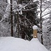 Schnee und Bäume ...