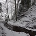 ... zum Abschluss des Wäglis im Wald