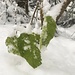 letztes Grün