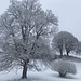 herrliche Baumlandschaft unweit Wasen´ ...