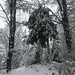 ... und zum Gitzichnübeli