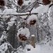 ... dürren "Baumfrüchten"...