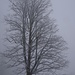... mit dekorativem Einzelbaum ...