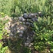 Velenický hrad, Mauerreste mit Beschädigungen duch Überklettern<br /><a href="https://www.hikr.org/gallery/photo1610306.html?post_id=87835">Vergleich 2014</a>
