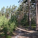 Im Weiherwald
