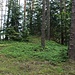 Spálenisko (Weiherberg), Gipfelaufbau
