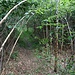 Wanderweg, lichte Höhe 1,50 m...