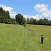 Wiesenland