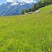 bellissimo prato usciti dal bosco