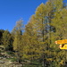 Herbstfarben auf Alpe Ruscada.