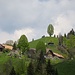 Emmentaler Hügel, Höfe und Bäume