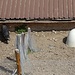 glückliche Schweine auf dem Hof Untere Nasen
