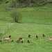 friedliche Geissenherde