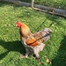 ... mit einem faszinierend prächtigen Hahn - mit gefiederten Zehen; 
Infos zum [https://www.gefluegelnews.de/das-brahma-huhn Brahma-Huhn]
