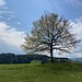 bereits dieser Baum weiss zu gefallen