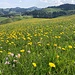 blumiger Ausblick Richtung Lüderen