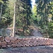 massive Holzvorräte leiten über zu ...