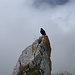 Alpendohle auf der Ageteplatte.