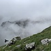 Alpendohle auf der Ageteplatte.