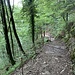 Abstieg durch das Hüttentobel.