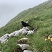 Alpendohle auf der Ageteplatte.
