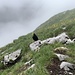 Alpendohle auf der Ageteplatte.