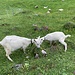 Ziegen bei Gross Hütten.