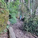 Nach dem urbanen Teil folgte ein schöner Bergwanderweg.  Obwohl der Pfänder nur ein "Hügel" ist, ist es in den zum See abfallenden Flanken ziemlich wild, d.h. steil, auch felsig. Die Wege zu verlassen, empfiehlt es sich nicht.