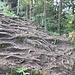 Wurzelweg