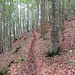 Dopo il Passo di Giovà si risalgono nella faggeta le pendici del Monte Tartago.