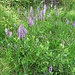 Le orchidee sono numerosissime.