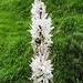 Asphodelus albus Mill.<br />Asphodelaceae<br /><br />Asfodelo montano <br />Asphodèle blanc <br />Weisser Affodill