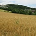 Siamo ormai in piano e la macchia lascia il posto alle coltivazioni cerealicole 