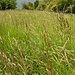 Verde a Capannette di Pey.