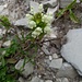 Prunella laciniata (L.) L.<br />Lamiaceae<br /><br />Prunella gialla <br /> Brunelle blanche, Brunelle laciniée <br /> Weisse Brunelle